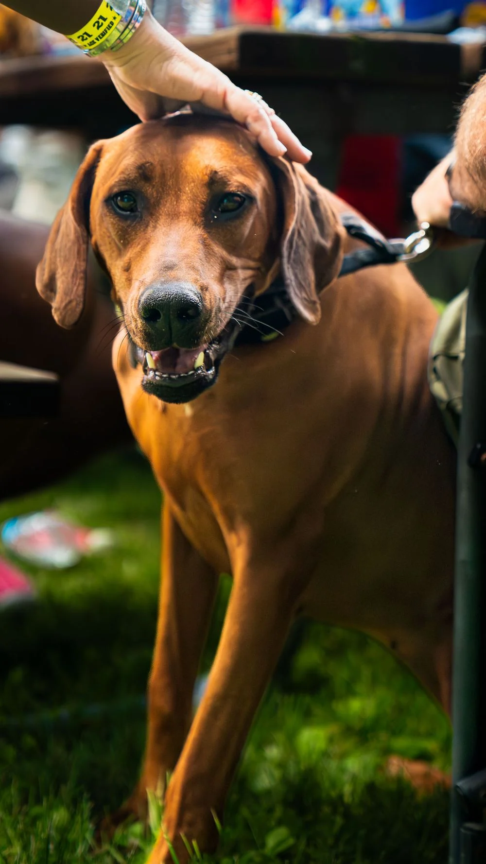 Dog greeting guests at a community event