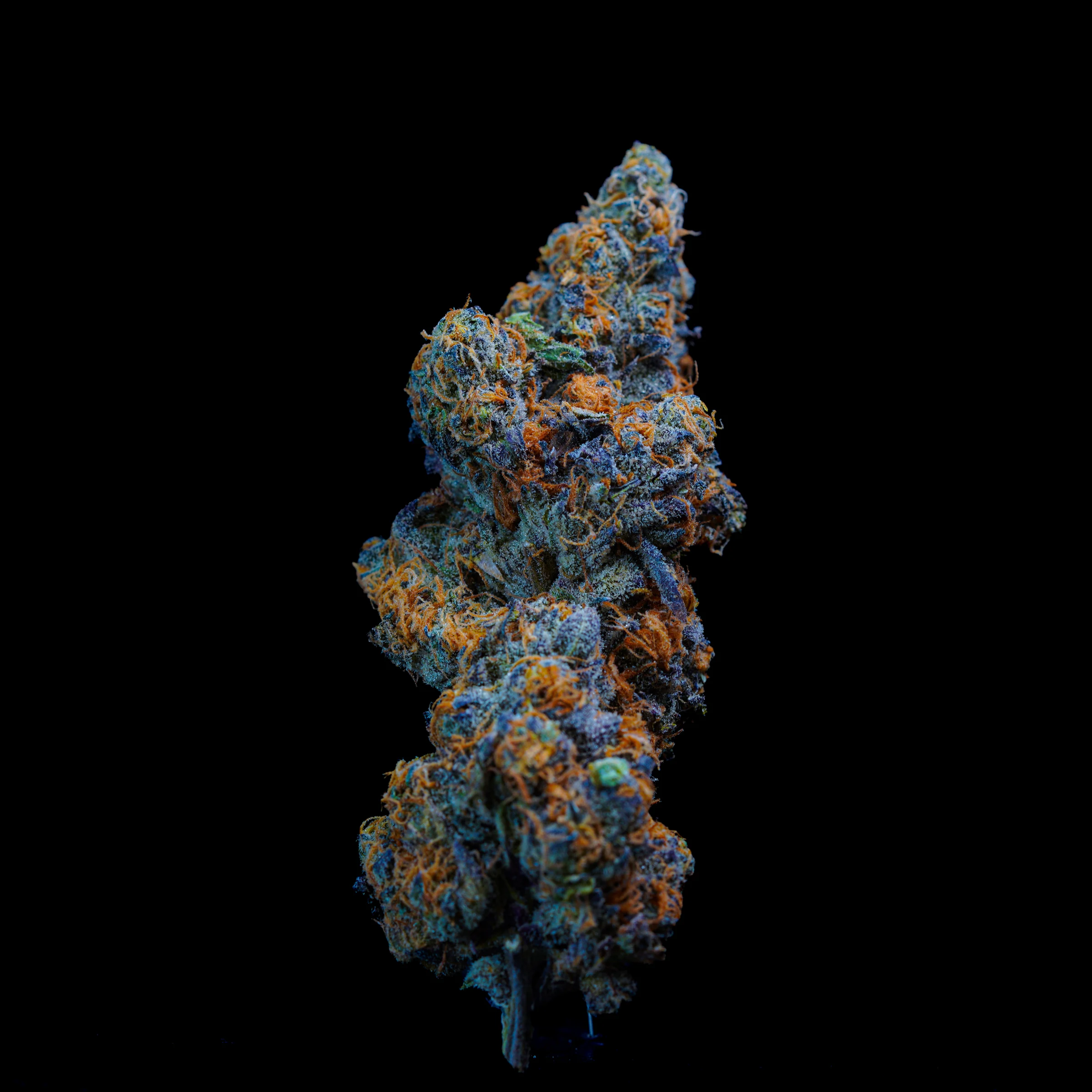 A blue and purple cannabis flower hangs isolated against a black background.