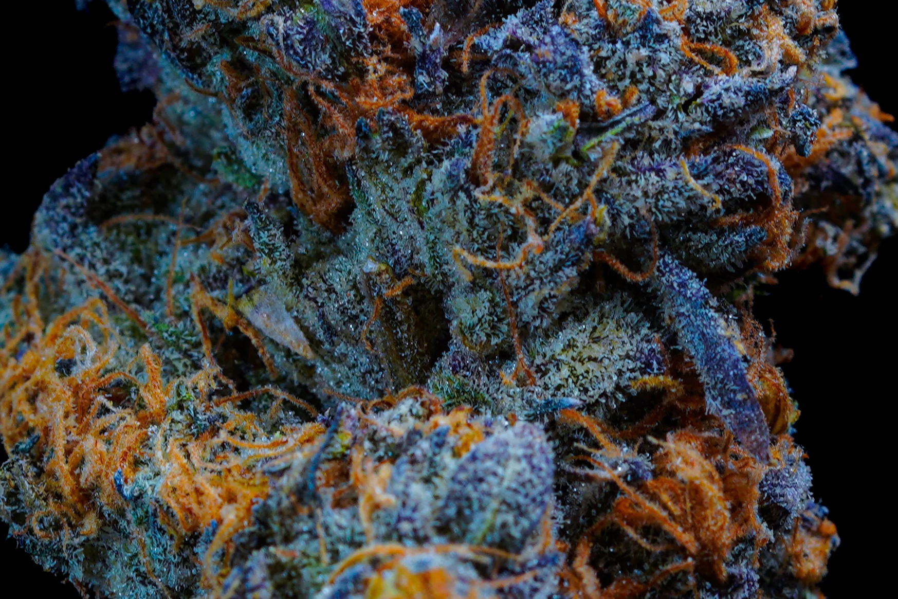 Extreme macro of blue-toned cannabis flower trichomes and vivid orange pistils.