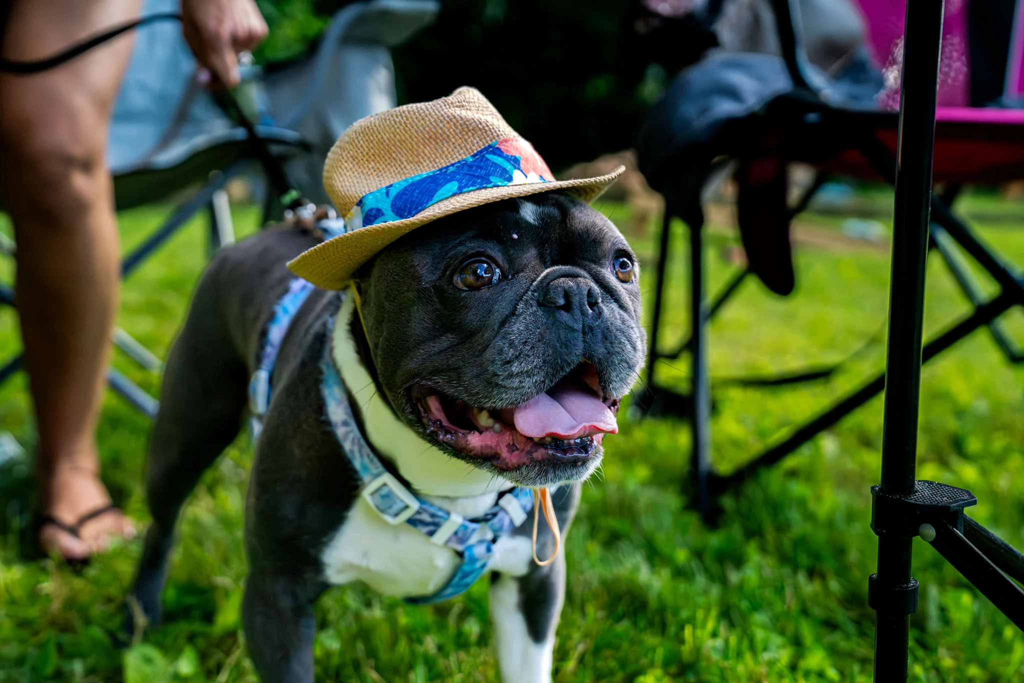 A black-and-white bulldog wears a straw hat and patterned harness on the grass.