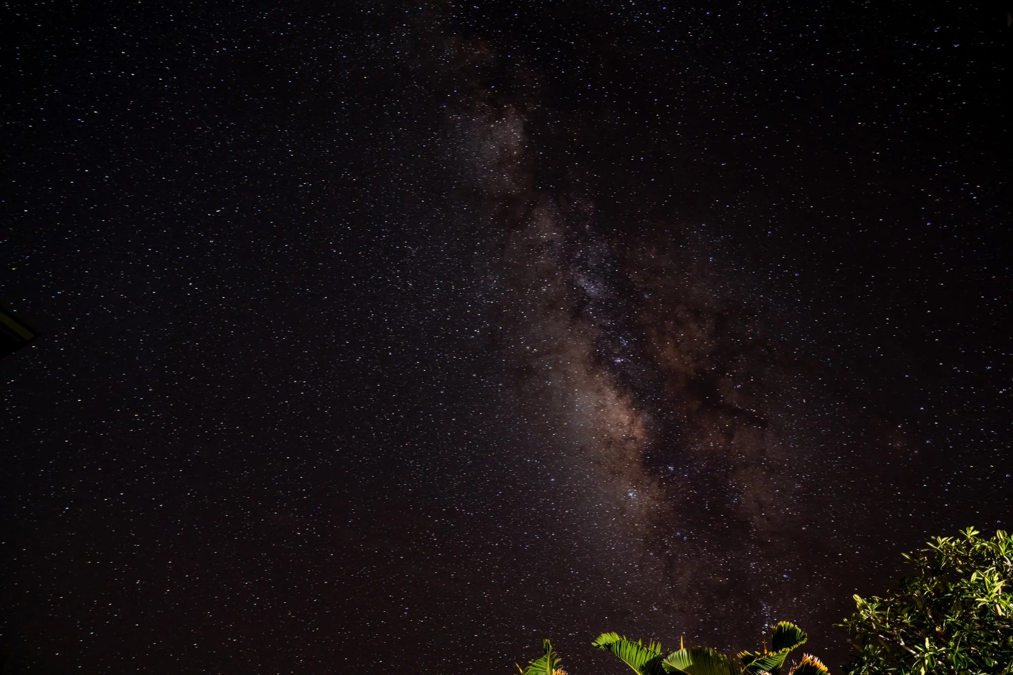 The Milky Way stretches across a star-filled night sky above silhouetted foliage.
