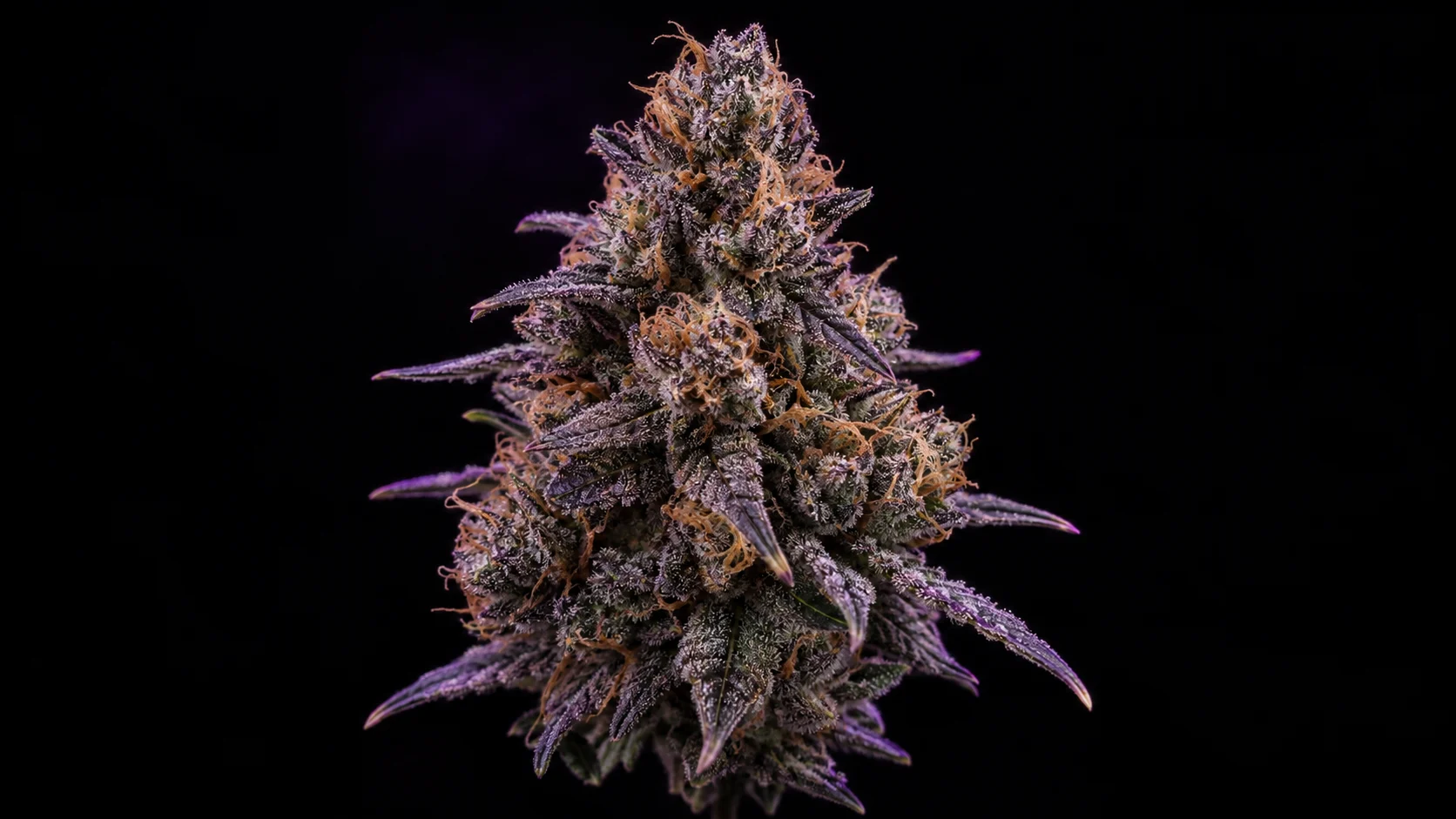 A purple cannabis bud is isolated against a black studio background.