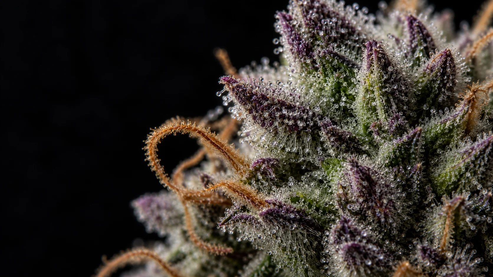 Macro view of a purple cannabis flower covered with dense trichomes and orange pistils.