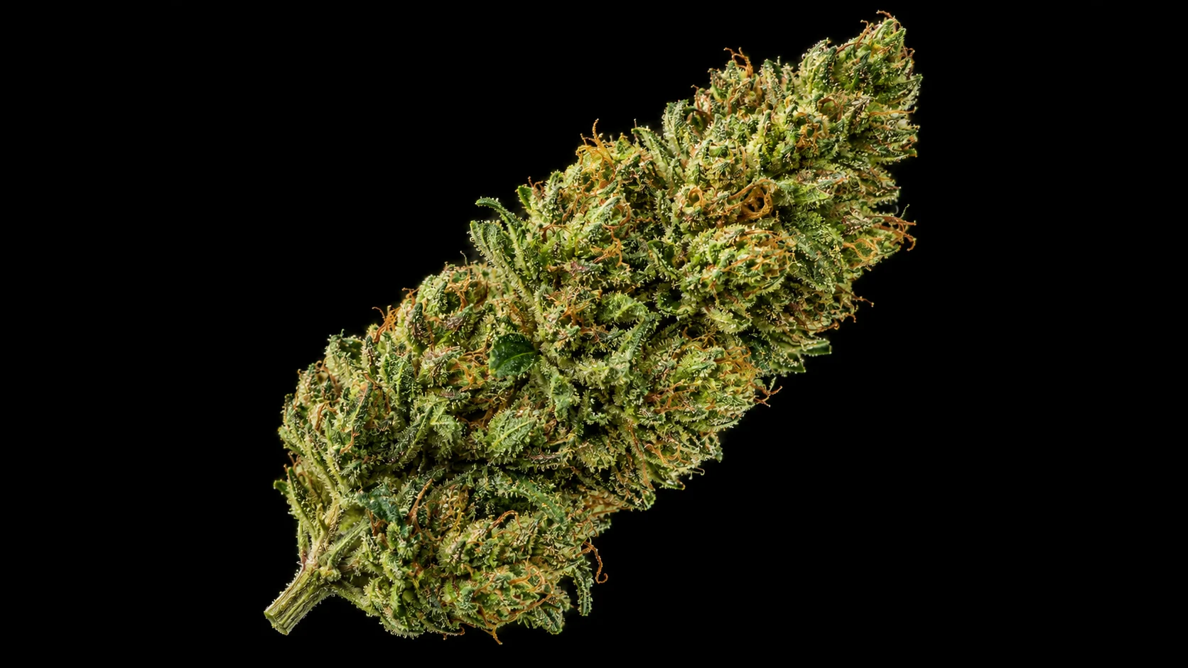 A single green cannabis flower is isolated against a deep black background.